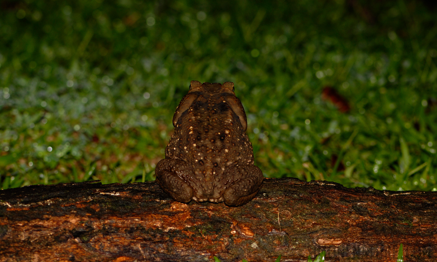 Rhinella horribilis [105 mm, 1/60 Sek. bei f / 4.0, ISO 100]